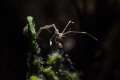   Skeleton Shrimp  